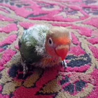 جوجه کوتوله برزیلی