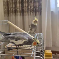 یک جفت عروس هلندی نر و ماده مولد