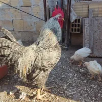 خروس محلی سالم و چاق