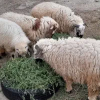بره نر شیشک چاق