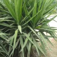 تعدادی‌گل‌آلورا‌‌ وگل‌یوکادر‌سایز‌بزرگ‌وکوچک