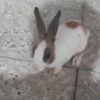 واگذاری خرگوش