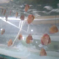 ماهی دیسکس رد کاور گاست فوجی رد