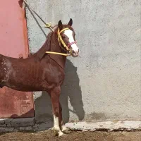 حیوانات