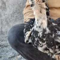نیمچه خروس گلین