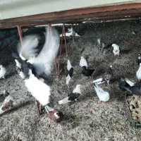 کبوتر پرشی از ۳۰۰تومان هست تا ۱میلیون