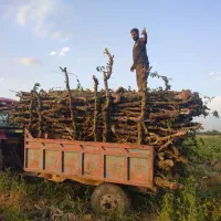 خرید انواع چوب باغی ،صنوبر،اکاایپتوس