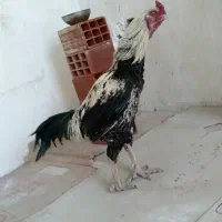 تخم مرغ لاری