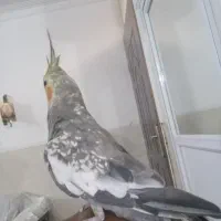 عروس هلندی سخنگو