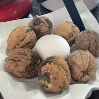 نهال انار بی هسته پسته خوشه ای ارسال به سراسر کشور