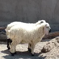 دوتا بره نر شیر مست
