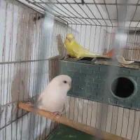 یک جفت جوجه مرغ عشق ۱ماهه دستی