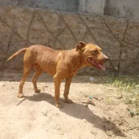 سگ پیت بول ماده