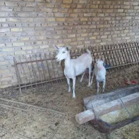 بزسان.اصل درجه یک