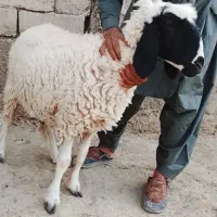اره فروشی