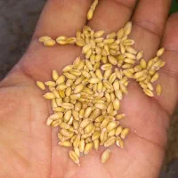 گندم کوهدشت مخصوص بذری