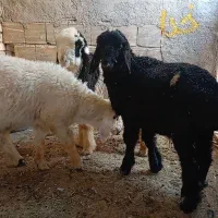 ب ره ترکی نر3راس