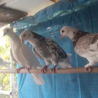 ۲۰ تا جوجه ۲ پری همه خال هست