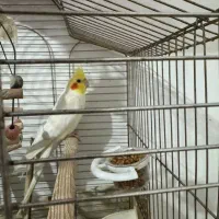 قناری|پرنده|پارس‌آباد, |دیوار