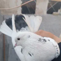 کفتر پرشی|حیوانات|قم, شاه ابراهیم|دیوار