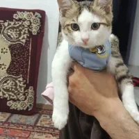 تافی خانم سه ماه