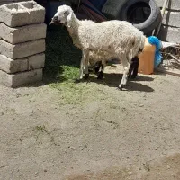 گوسفند بابره