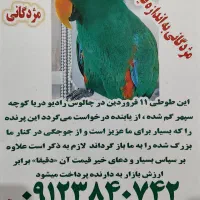 طوطی اکلکتوس نر