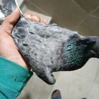 کفتر