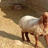 میش تغلی دوبحر چینی بز کهره بره