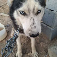 سگ هاسکی|سگ|بهمن صغاد, |دیوار