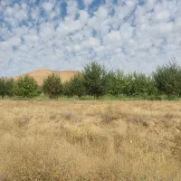 تولیدی-قارچ