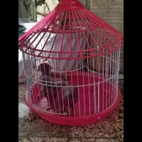 ۳ تا جوجه با قفس مناسب بازی و سرگرمی بچه‌ها