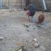 بوقلمون نر  و خروس محلی