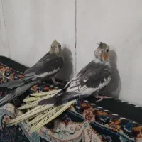 جوجه عروس هلندی