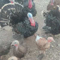 بوقلمون محلی برنز