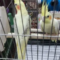 عروس هلندی