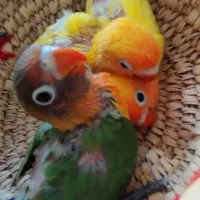 ۳ عدد جوجه سرلاکی طوطی برزیلی  رام دستی