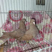 کبوتر سرخ