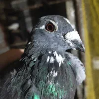 کبوتر مسافتی نر