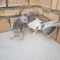 کبوتر
