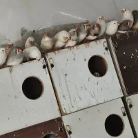 فروش فنچ