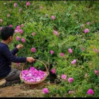 نیازمند کارگر ساده گل چین