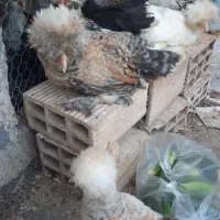 جوجه مرغ سلطان