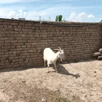 بز سانن