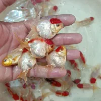 گلدفیش ردکپ /ماهی/تاجدار