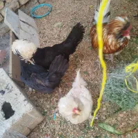 چهار تا مرغ ویک خروس فروشی