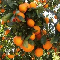فروش انواع کود ارگانیک و مرغوب به قیمت درب کارخانه