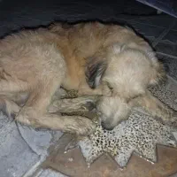 سگ پیدا شده پاکوتاه