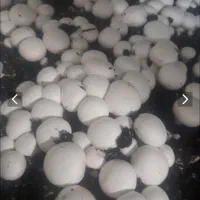 قارچ دکمه ای