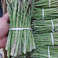 مارچوبه تازه
